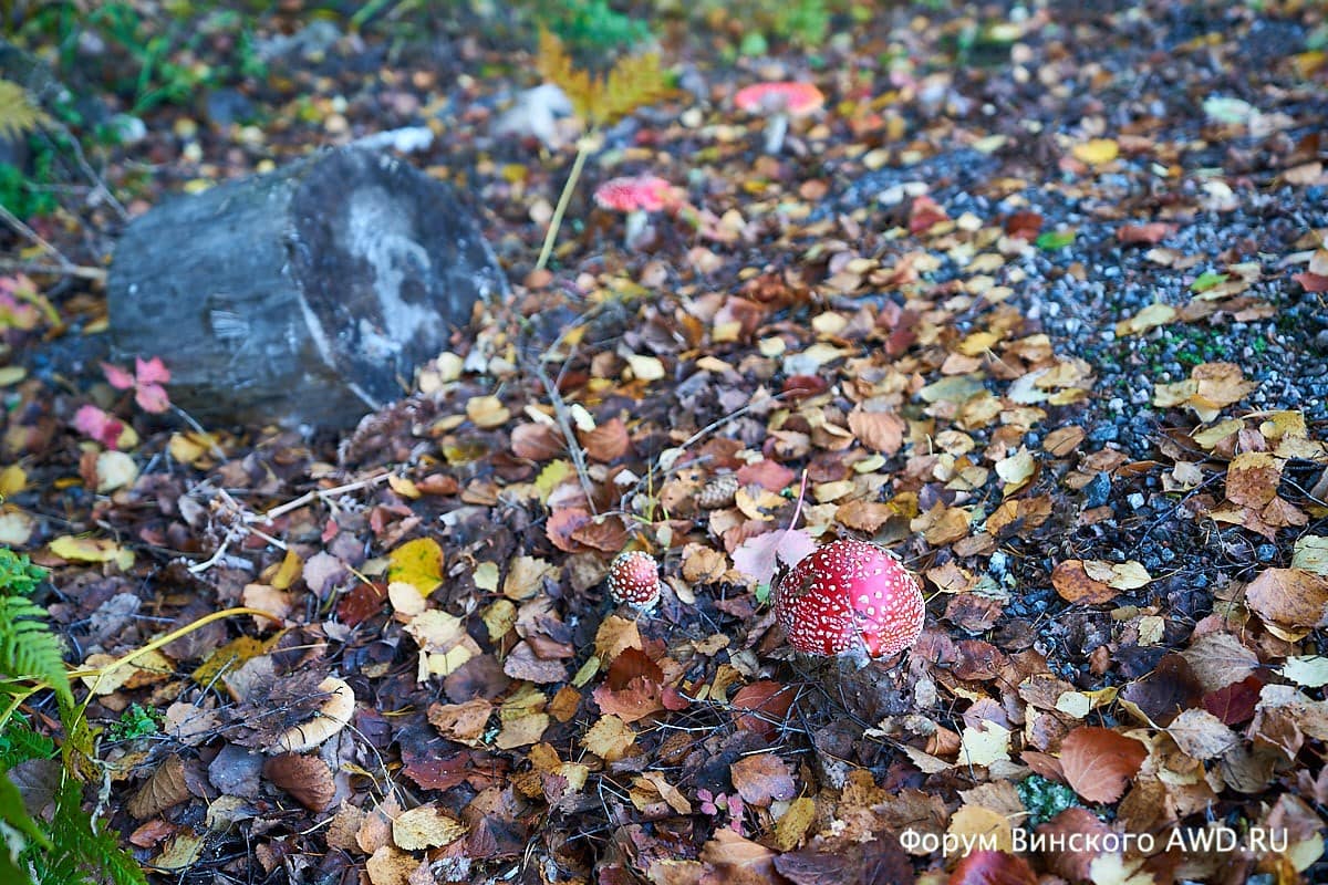 Аренда коттеджа в Финляндии