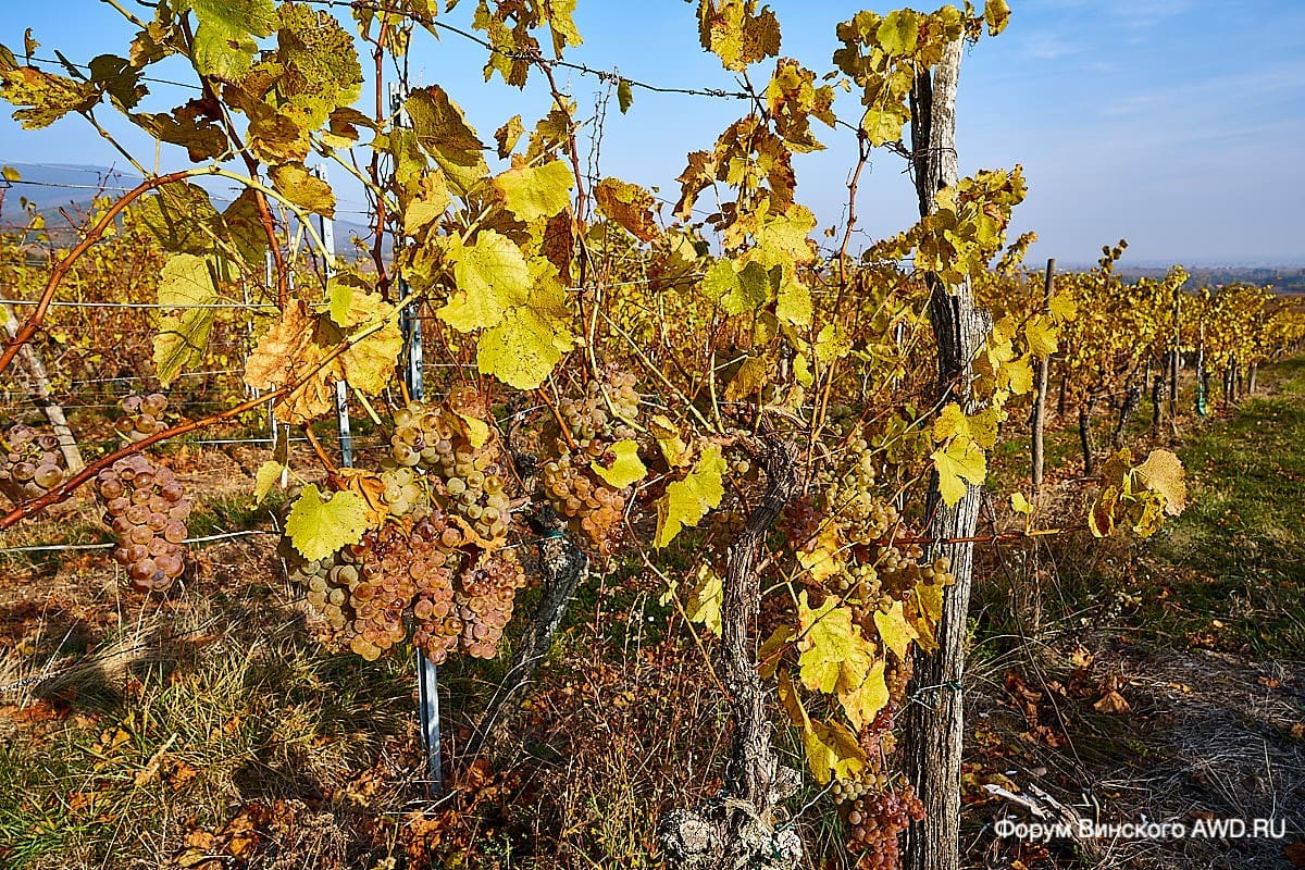Замок Кенигсбург Эльзас
