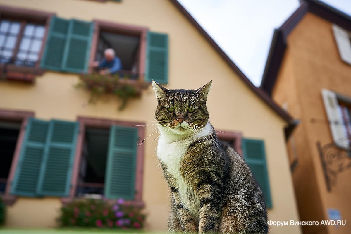 Рибовилле. Винная дорога Эльзаса