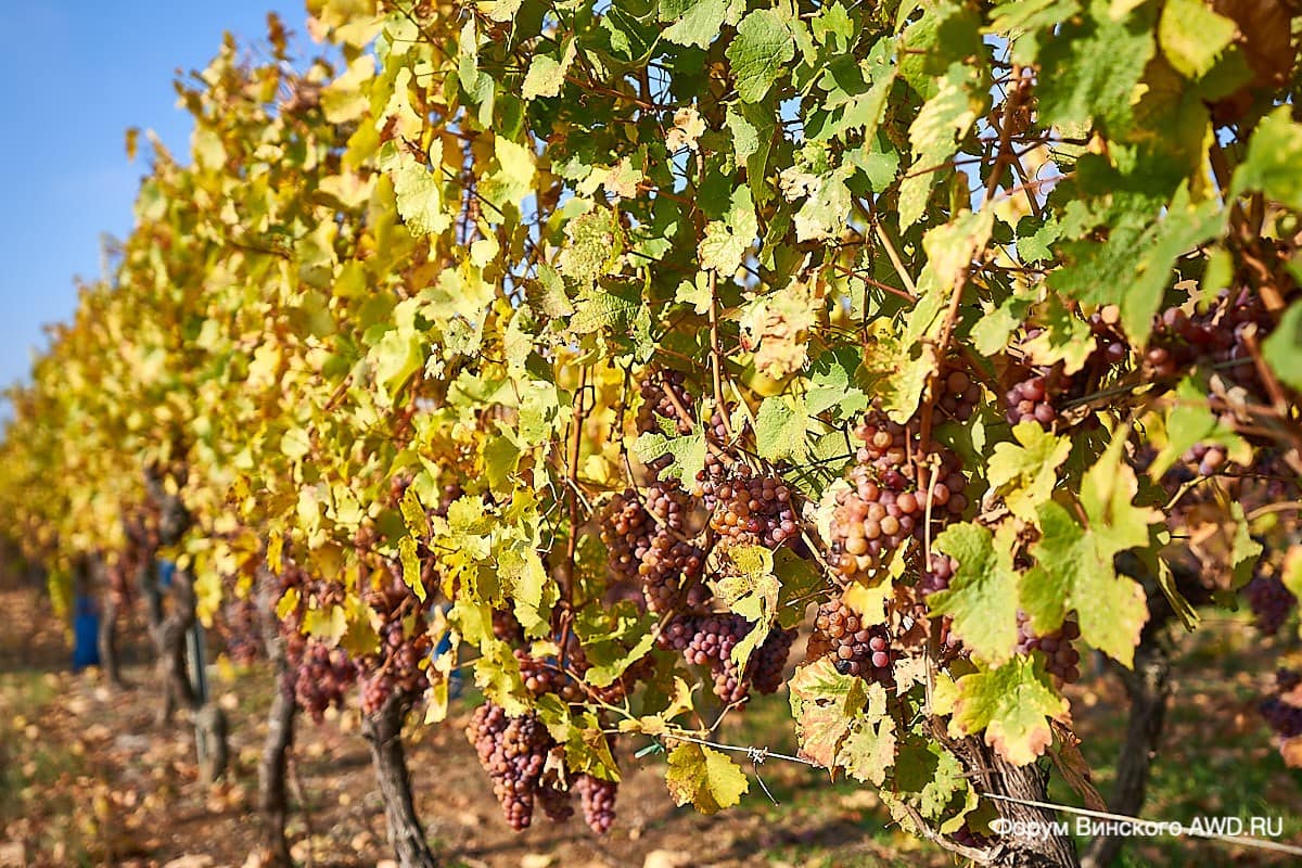 Рибовилле. Винная дорога Эльзаса