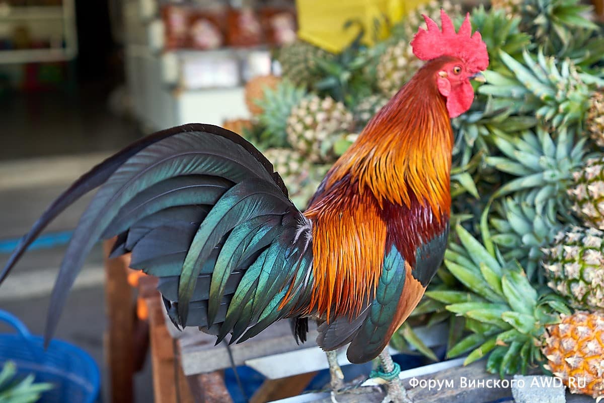 Красные крабы на Пхукете