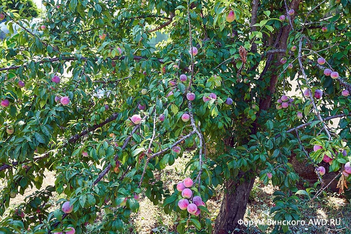 Сад на вилле Корфу