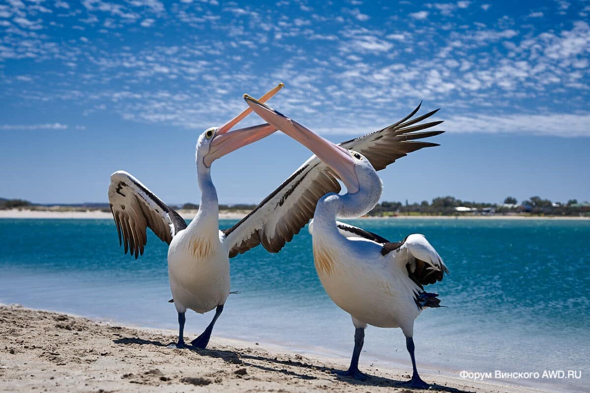 Kalbarri WA Australia