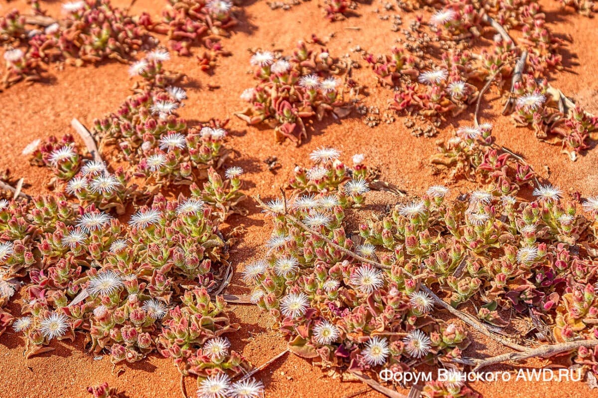 Francois Peron Wildlife