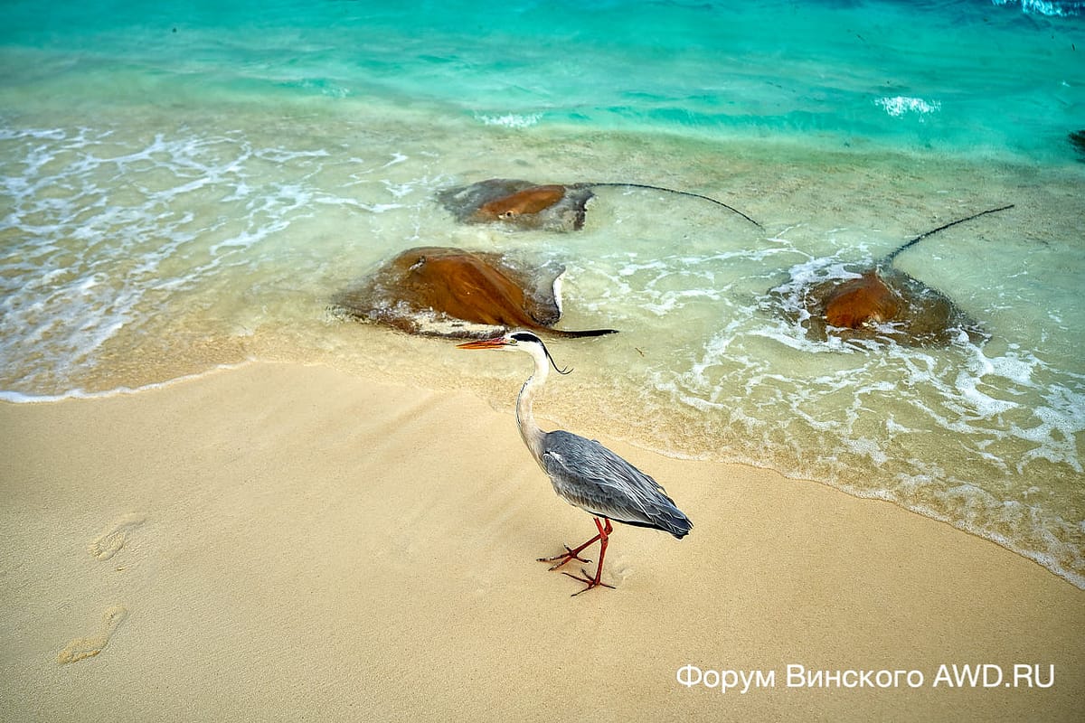 Кормление скатов в Banyan Tree Vabbinfaru