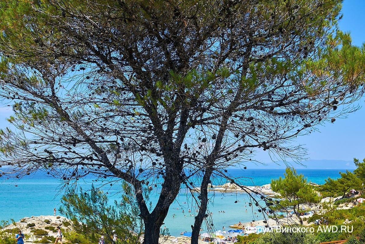 Ситония, Халкидики: пляжи и отзывы