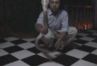 Ужин с коброй