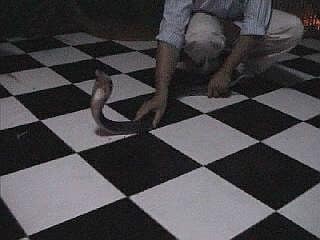 Ужин с коброй