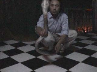 Ужин с коброй