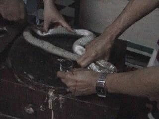 Ужин с коброй