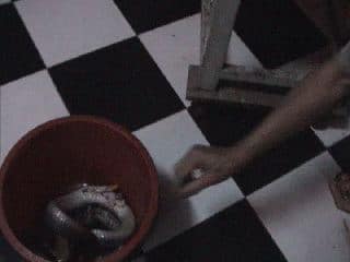 Ужин с коброй