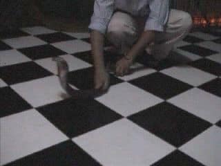 Ужин с коброй