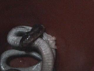 Ужин с коброй