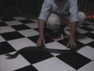 Ужин с коброй