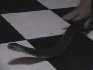 Ужин с коброй