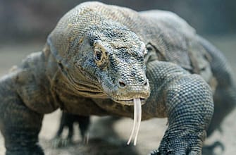 Острова Флорес и Комодо отзывы