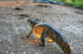 Пантанал национальный парк болота