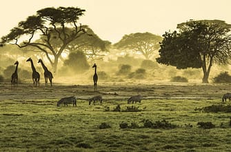 Где и у кого заказать сафари в Кении