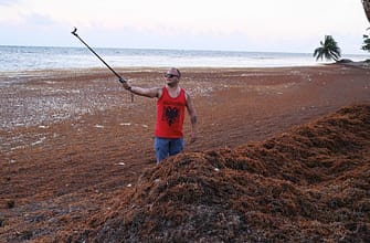 Водоросли на пляжах Мексики