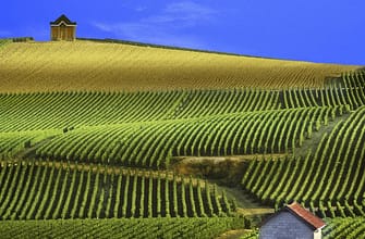 дегустации шампанского