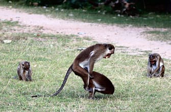 Туры на Шри Ланку