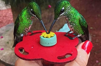 Коста Рика кратко