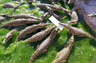 Провоз дрона на Кубу