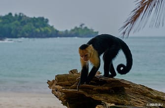 Национальный парк Мануэль Антонио