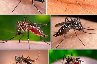 Геморрагическая лихорадка в Таиланде