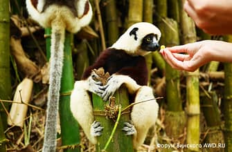 Парк лемуров на острове Нуси-Бе