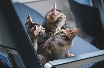 Перевозка животных за границу