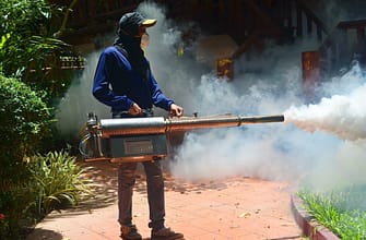 Эпидемия лихорадки Денге в Таиланде