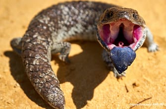 пустыня Pinnacles