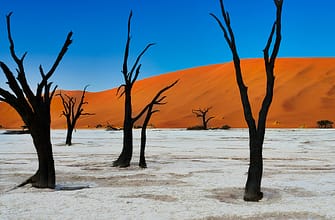 Соссусфлей дюны, Дедвлей деревья