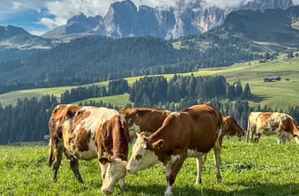 Альпе-ди-Сьюзи летом