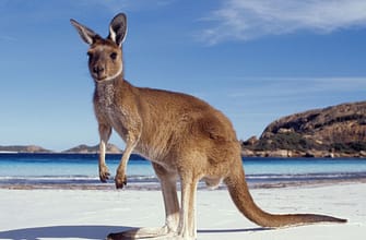 Получение австралийской визы