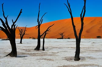 Соссусфлей дюны, Дедвлей деревья