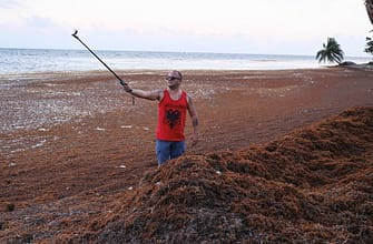 Водоросли на пляжах Мексики