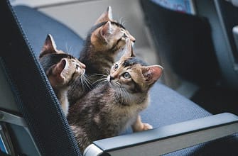 Перевозка животных за границу
