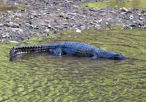 Ущелье Винджана Западная Австралия