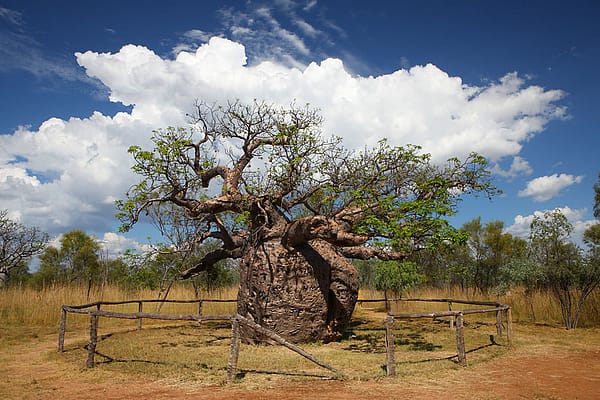 Ущелье Винджана Западная Австралия