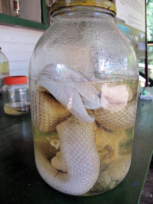 Шаманы в Колумбии или звезды над Амазонкой