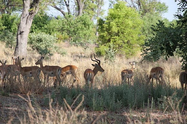 Путешествие в Ботсвану
