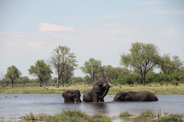 Путешествие в Ботсвану
