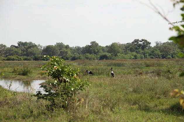 Путешествие в Ботсвану