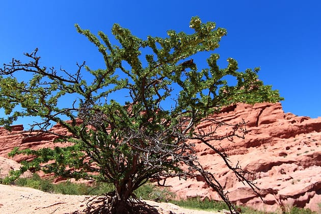 Путешествие по северо-западу Аргентины