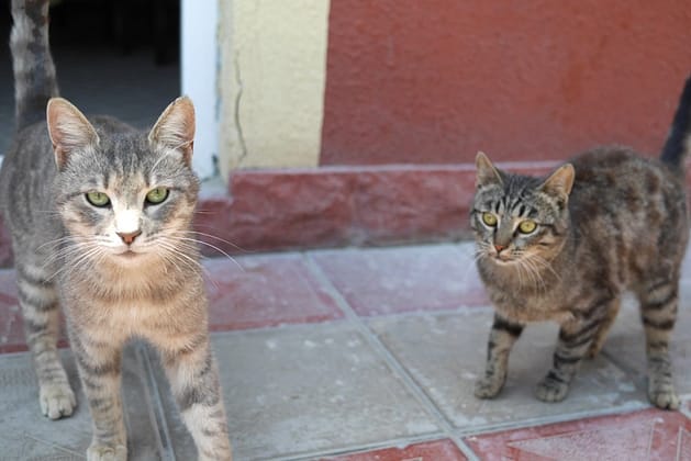 баку азербайджан отзывы туристов