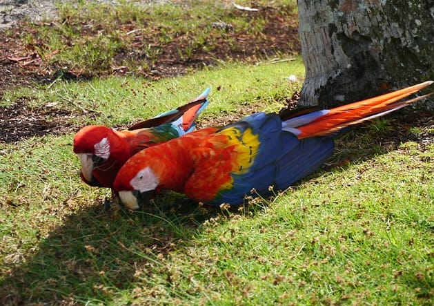 Бокас дель Торо Панама