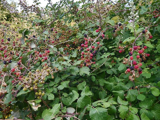 Парфенонас