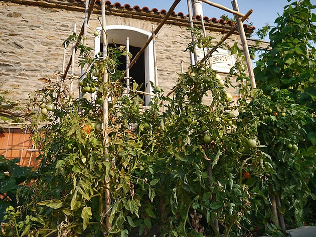 Партенонас